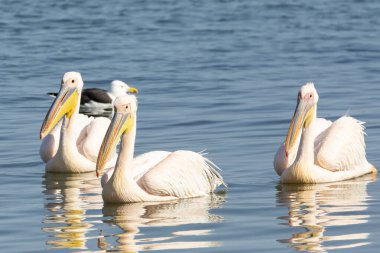 Üç Büyük Beyaz Pelikan (Pelecanus onocrotalus) gün batımında yüzüyor, Velddrif, Batı Kıyısı, Güney Afrika