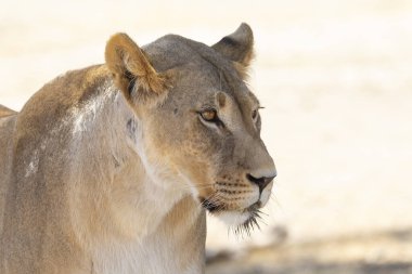 Kalahari Aslanı, dişi aslan, (Panthera Leo), yakın çekim, Kgalagadi Transfrontier Park, Kalahari, Kuzey Burnu, Güney Afrika