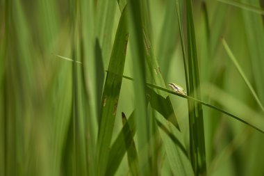 Laubfrosch im Schilf