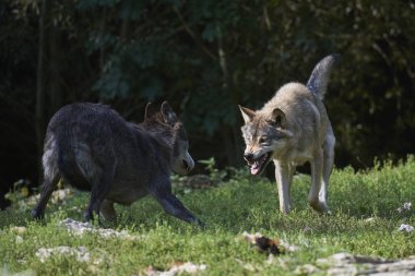 Zwei kana dische Timberwoelfe beim Kampf