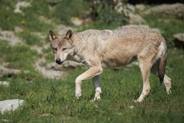 Ein kanadischer Timberwolf im Sommer — Zdjęcie stockowe