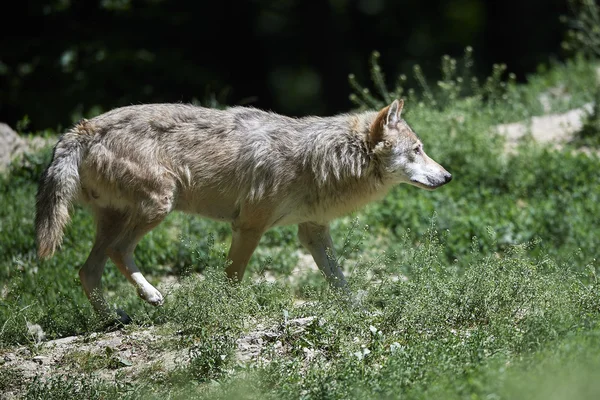 Ein kanadischer Timberwolf im Sommer — Zdjęcie stockowe