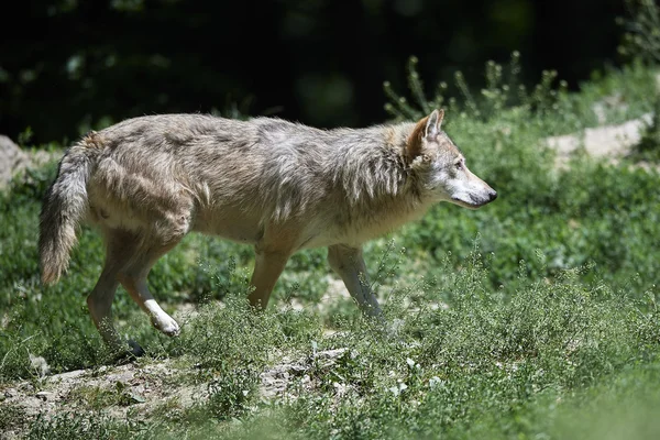 Ейн kanadischer Timberwolf im Sommer — стокове фото