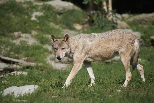 Ein kanadischer Timberwolf im Sommer — Zdjęcie stockowe