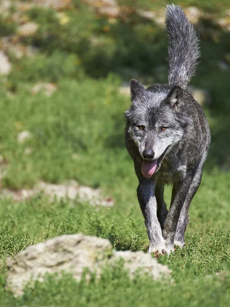 Ein kanadischer Timberwolf im Sommer — Zdjęcie stockowe