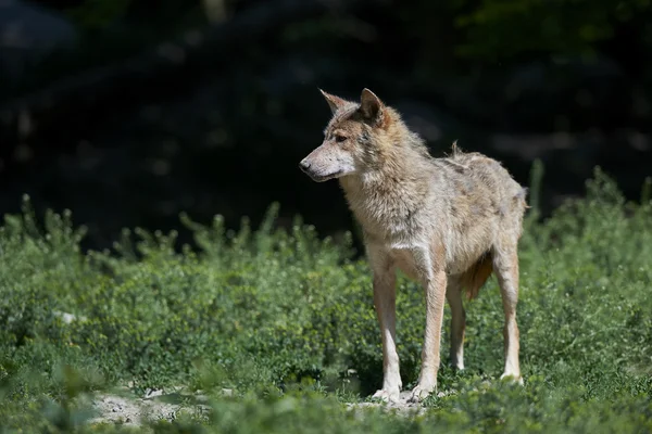 Ein kanadischer Timberwolf im Sommer —  Fotos de Stock
