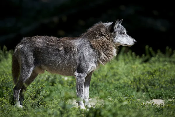 Ein kanadischer Timberwolf im Sommer — Stockfoto