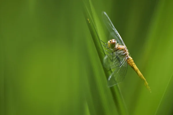 Eine Libelle im Schilf — Photo