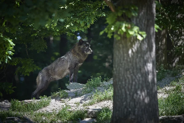 Ein kanadischer Timberwolf im Sommer — Stock fotografie