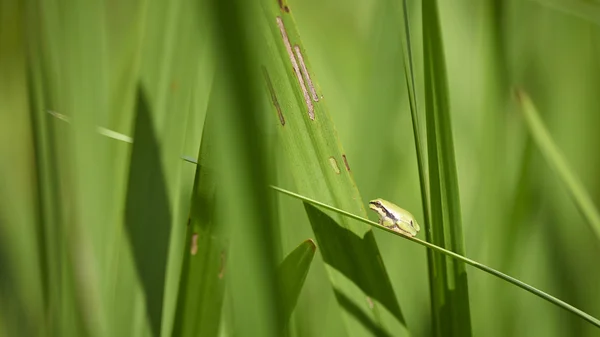 Laubfrosch im Schilf Royalty Free Stock Fotografie