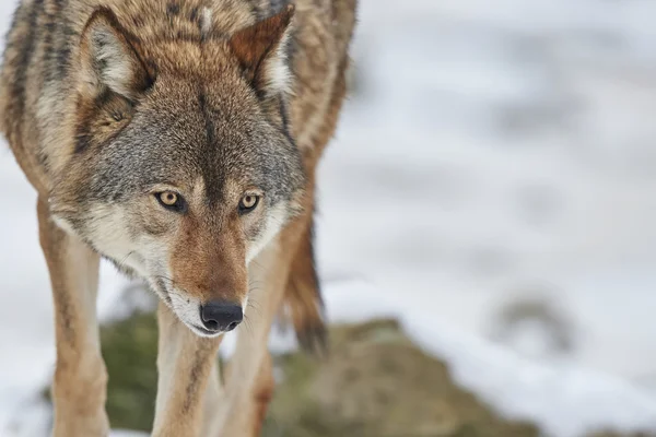 Serigala di musim dingin — Stok Foto