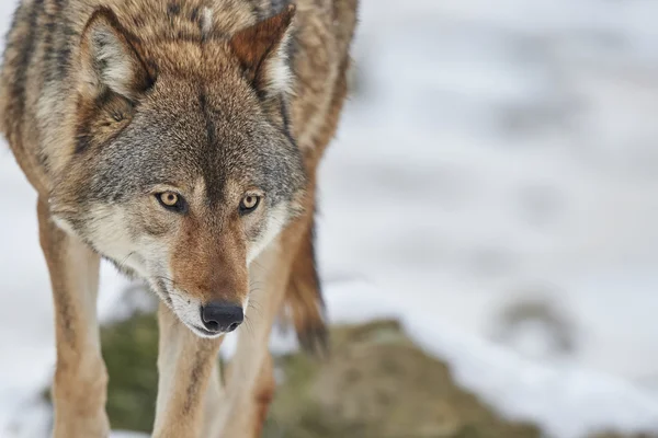 Wolf in winter — Stock Photo, Image