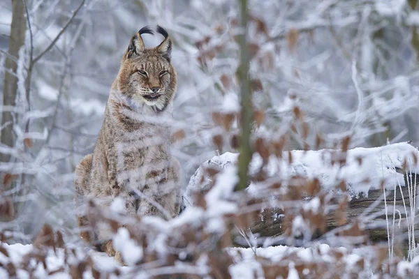 Lince euroasiático en la nieve —  Fotos de Stock