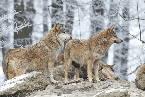 A Pack of wolves — Stock Photo, Image