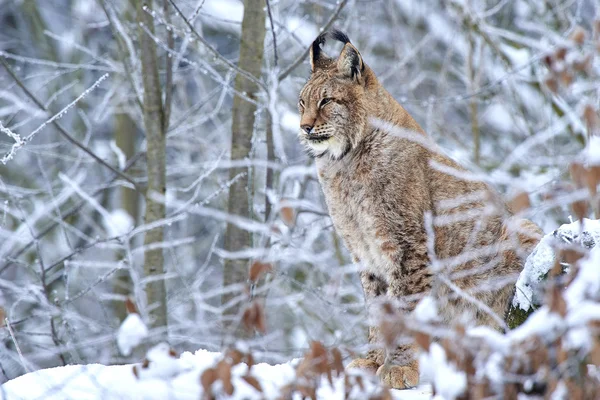 Lince euroasiático en la nieve —  Fotos de Stock