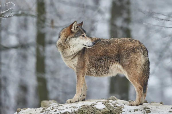 Wolf in de winter — Stockfoto