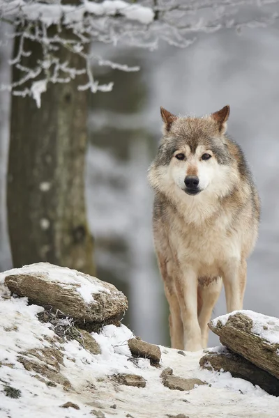 Lupo in inverno — Foto Stock