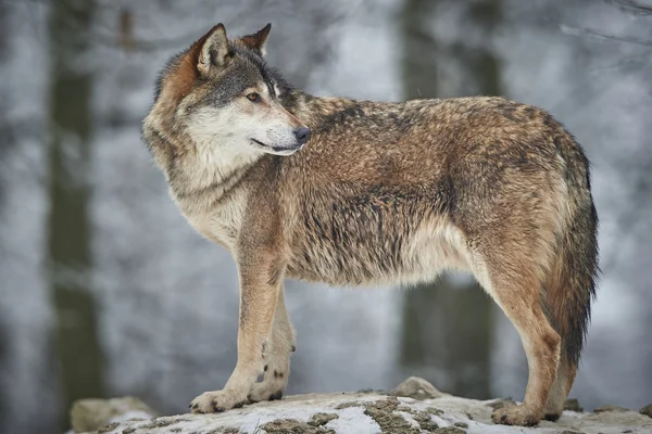 Varg i vinter — Stockfoto