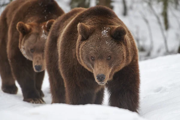 Ursos castanhos na neve — Fotografia de Stock