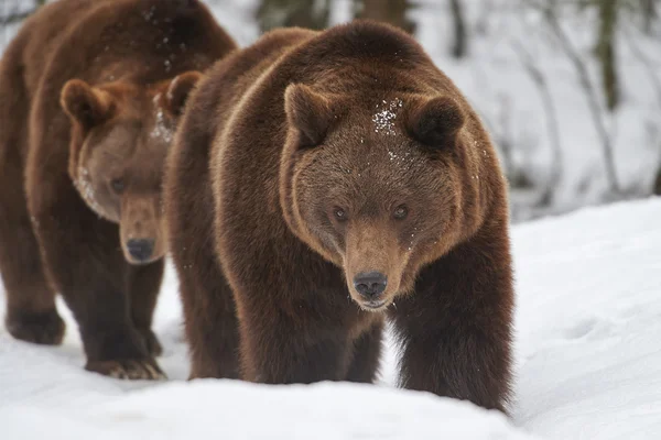 Osos marrones en nieve —  Fotos de Stock