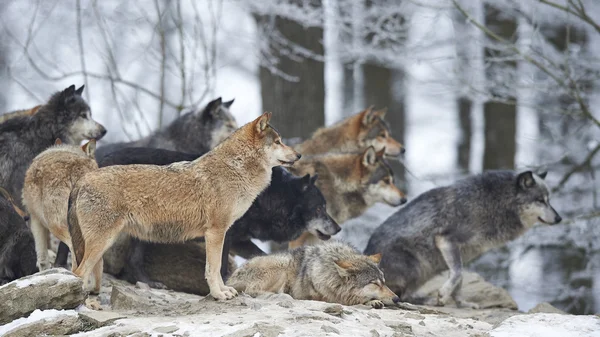 Una manada de lobos — Foto de Stock