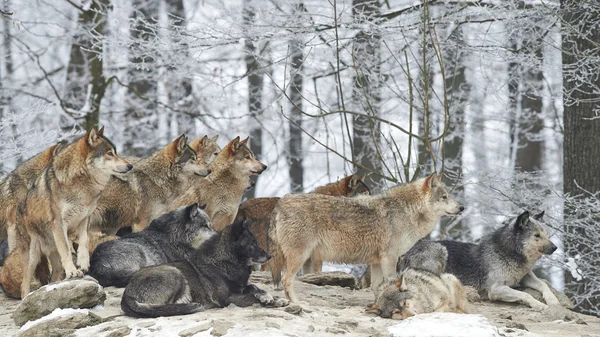 Een roedel wolven — Stockfoto