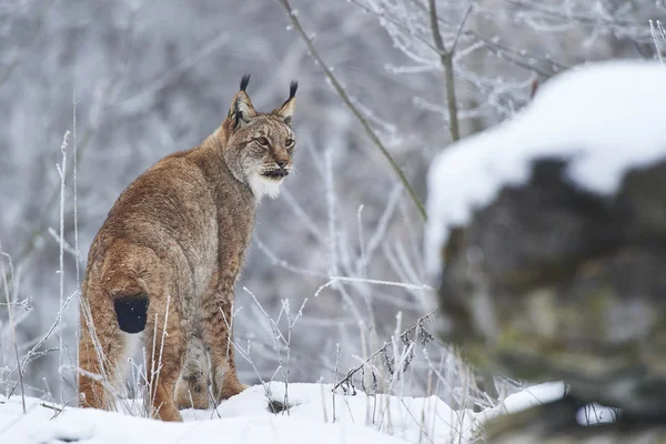 Lince euroasiático en la nieve —  Fotos de Stock