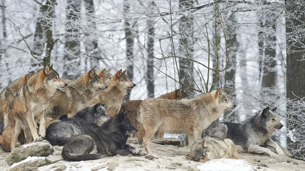 オオカミのパック — ストック写真