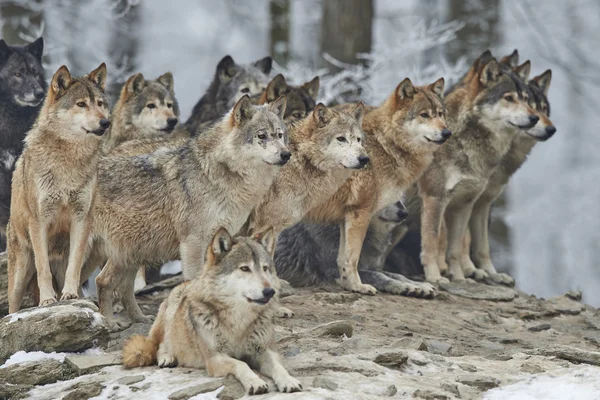Egy csomag a farkasok — Stock Fotó