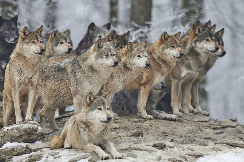 Manada de lobos fotos de stock, imágenes de Manada de lobos sin royalties |  Depositphotos