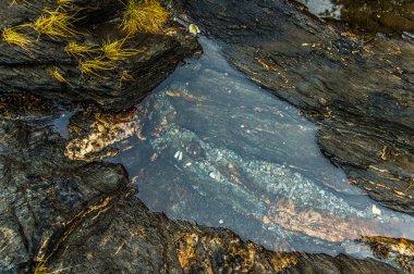 Alaska kıyı şeridi kaya