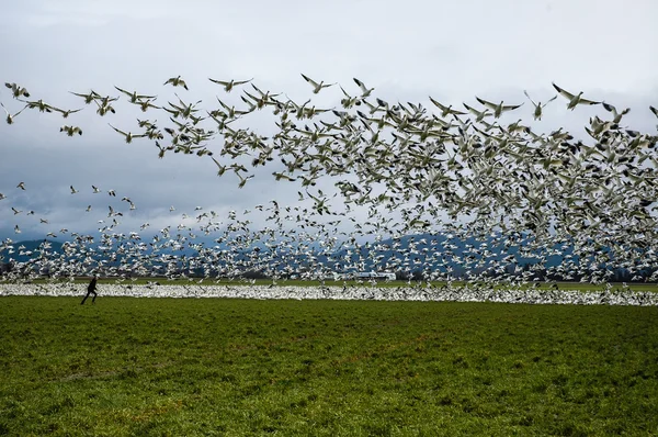 Kuşlar içinde çalışan