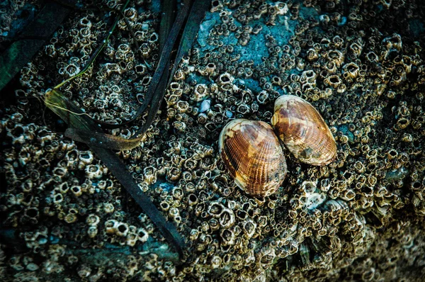 Bir tuzlu su üzerinde dinlenme kabukları rock Alaska kaplı