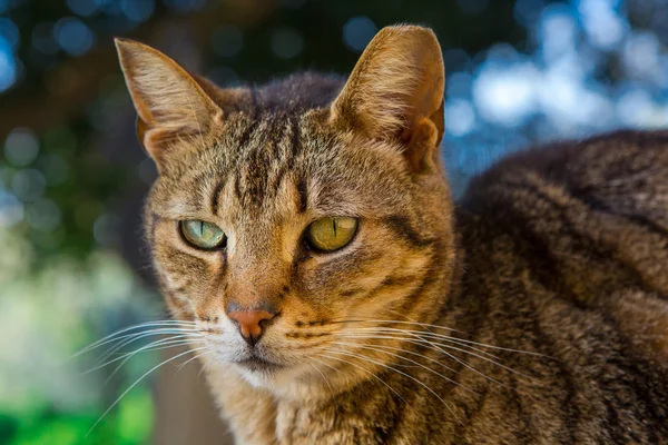 Tamkatt i tabby — Stockfoto