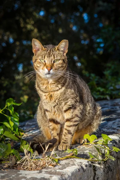 Οικόσιτη γάτα tabby Εικόνα Αρχείου