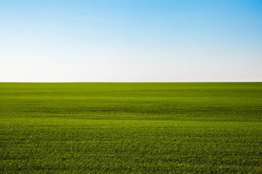 Yeşil alan manzarası. Sonsuz bir tarlada filizlenen buğday filizleri pürüzsüz, açık yeşil sıralar halinde yakın planda..