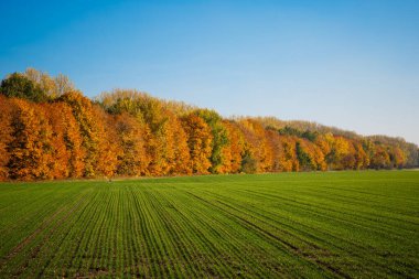 Sonbahar manzarası, yeşil sonbahar buğday tarlası, genç bitkiler ve sarı ağaçlar. Arka planda renkli orman.