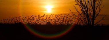 Gün batımında güneş ışığına karşı gökyüzü arka planında dövüşen bir kuşla ağaç.