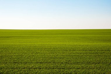 Sonsuz bir tarlada filizlenen buğday filizleri pürüzsüz, açık yeşil sıralar halinde yakın planda..