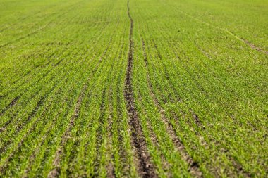 Sonsuz bir tarlada filizlenen buğday filizleri pürüzsüz, açık yeşil sıralar halinde yakın planda..