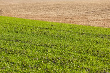 Sonsuz bir tarlada filizlenen buğday filizleri pürüzsüz, açık yeşil sıralar halinde yakın planda..