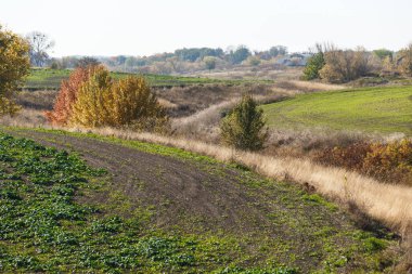 Yeşil alan manzarası. Sonsuz bir tarlada filizlenen buğday filizleri pürüzsüz, açık yeşil sıralar halinde yakın planda..