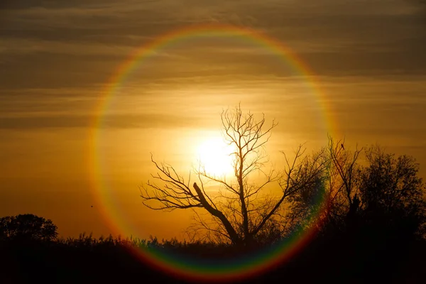 Uma Silhueta Árvore Sem Folhas Contra Pôr Sol Perfeito Silhueta — Fotografia de Stock