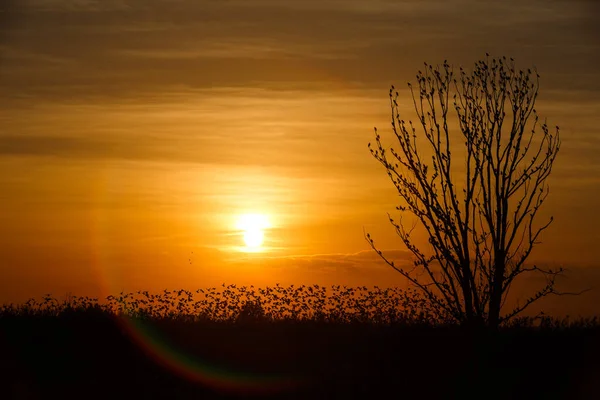 Trädet Mot Solljus Över Himlen Bakgrund Solnedgången Med Kämpande Fågel — Stockfoto