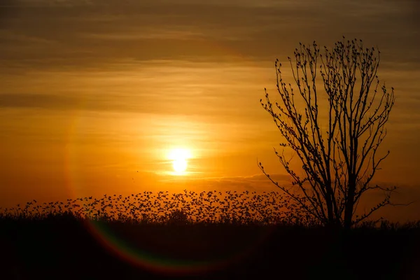 Arbre Contre Lumière Soleil Sur Fond Ciel Coucher Soleil Avec — Photo