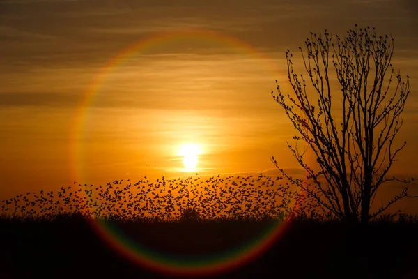 Δέντρο Ενάντια Στο Φως Του Ήλιου Πάνω Από Τον Ουρανό — Φωτογραφία Αρχείου