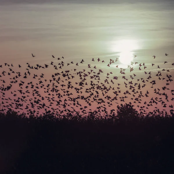 Arbre Contre Lumière Soleil Sur Fond Ciel Coucher Soleil Avec — Photo