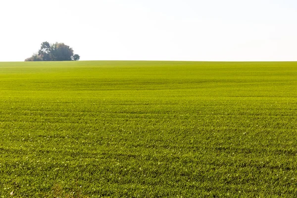 Проростки Озимої Пшениці Проросли Нескінченному Полі Гладких Світло Зелених Рядах — стокове фото