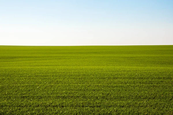 Germogli Grano Invernale Germogliato Campo Infinito Lisce File Verde Chiaro — Foto Stock