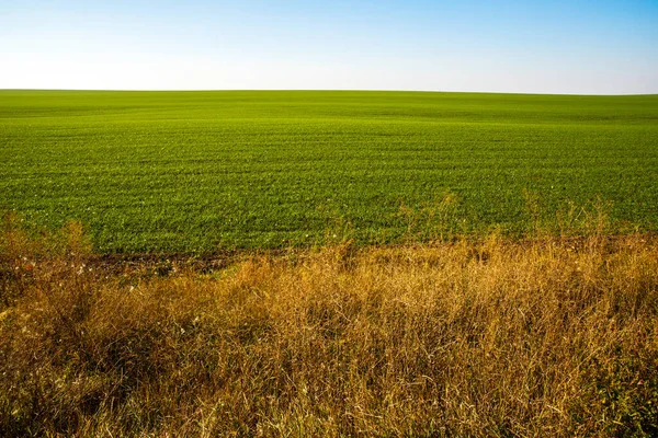 Landschaft Auf Der Grünen Wiese Sprossen Des Winterweizens Sprießen Einem — Stockfoto